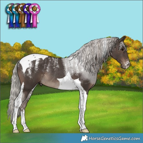 Horse Color:Powder White Silver Black Tobiano Rabicano 