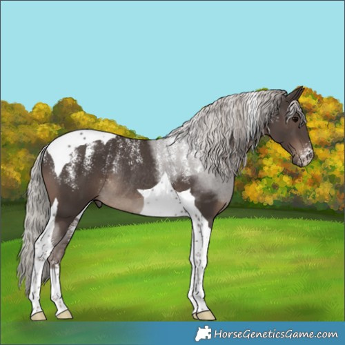 Horse Color:Powder White Silver Black Tobiano Rabicano 
