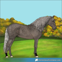 Horse Color:Void Silver Black