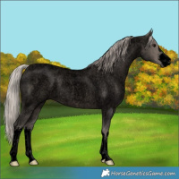 Horse Color:Void White Spotted Silver Blue Roan 