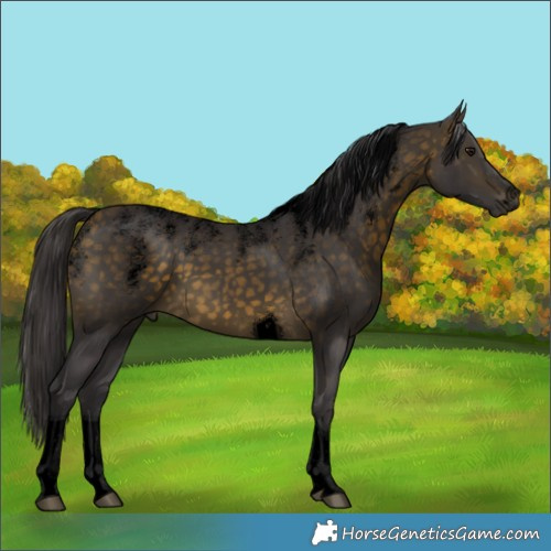 Horse Color:Powder White Void Buckskin Tobiano 