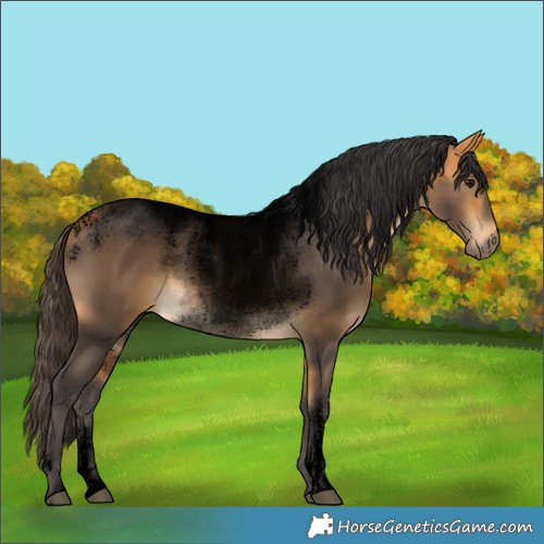 Horse Color:Powder White Void Buckskin Rabicano 
