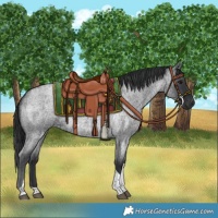 Horse Color:Blue Roan Tobiano 