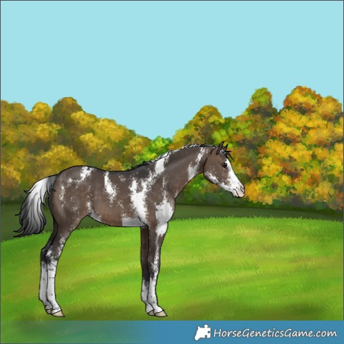 Horse Color:Brown Dun Sabino 
