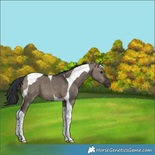 Horse Color:Brown Dun Tobiano 