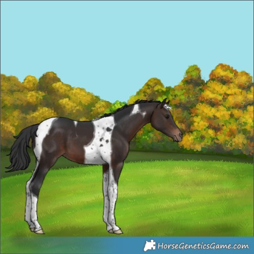 Horse Color:Brown Tobiano 