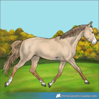 Horse Color:Red Dun Sabino Rabicano 