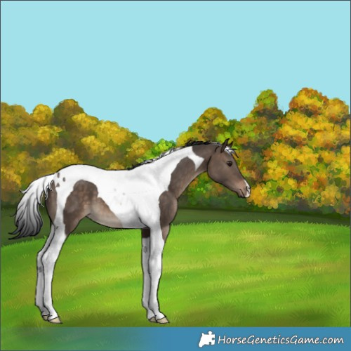 Horse Color:Brown Dun Tobiano 