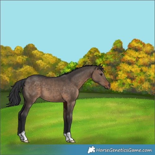 Horse Color:Brown Dun 