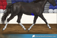 Horse Color:White Spotted Liver Chestnut 