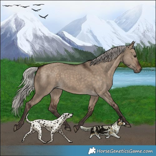 Horse Color:Silver Brown Dun 