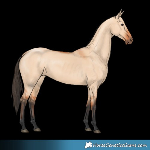 Horse Color:Bay Dun 