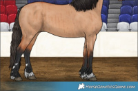 Horse Color:Bay Dun Brindle 