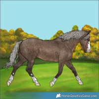 Horse Color:Silver Brown Dun 