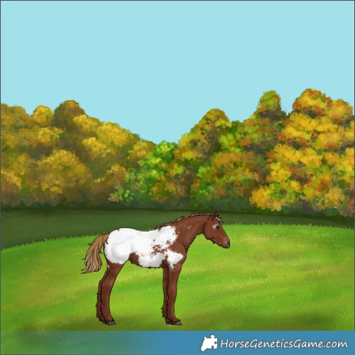 Horse Color:Gray Chestnut Near Fewspot 