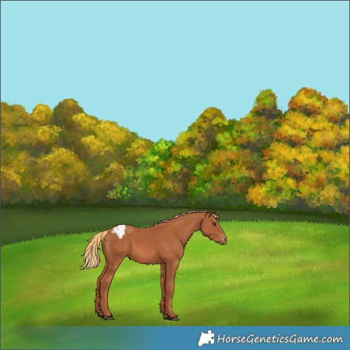 Horse Color:Chestnut Appaloosa 