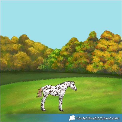 Horse Color:Gray Chestnut Appaloosa 