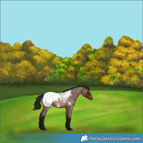 Horse Color:Gray Bay Roan Near Fewspot 
