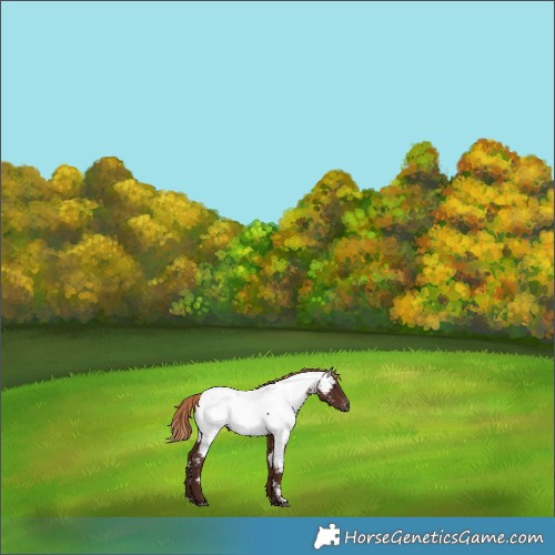 Horse Color:Gray Chestnut Near Fewspot 