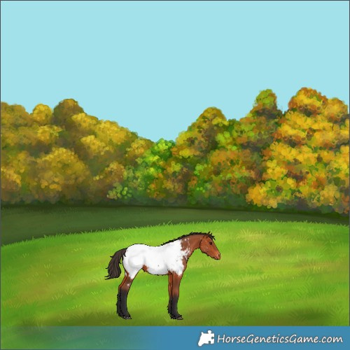 Horse Color:Bay Appaloosa 