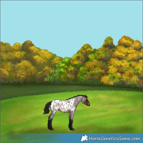 Horse Color:Gray Bay Roan Appaloosa 