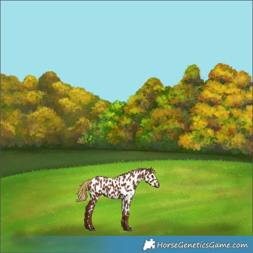 Horse Color:Gray Chestnut Appaloosa 