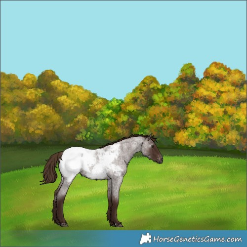 Horse Color:Gray Red Roan Near Fewspot 
