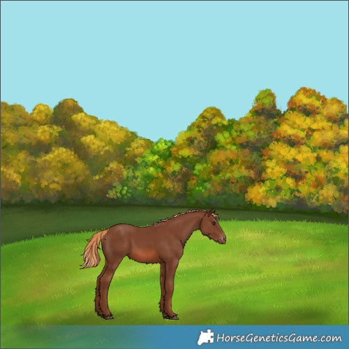Horse Color:Chestnut Appaloosa 