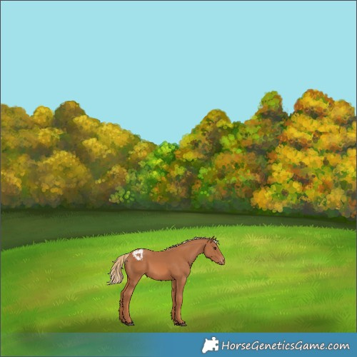 Horse Color:Chestnut Appaloosa 
