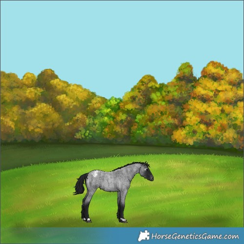 Horse Color:Gray Blue Roan Appaloosa 