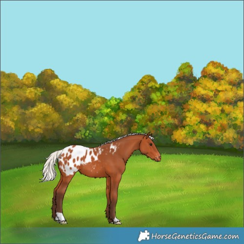 Horse Color:Silver Bay Appaloosa 