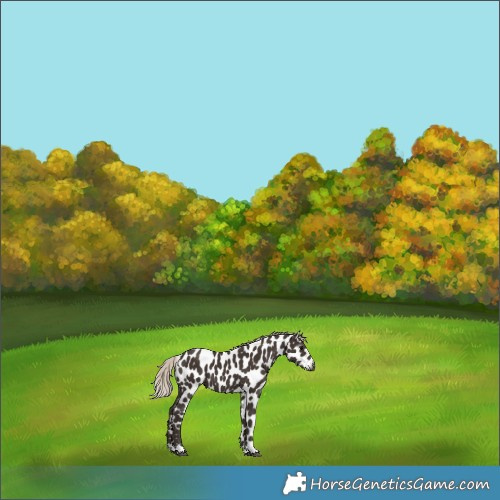 Horse Color:Gray Silver Black Appaloosa 