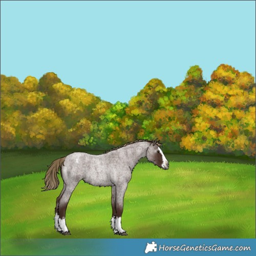 Horse Color:Gray Red Roan Splash Varnish 