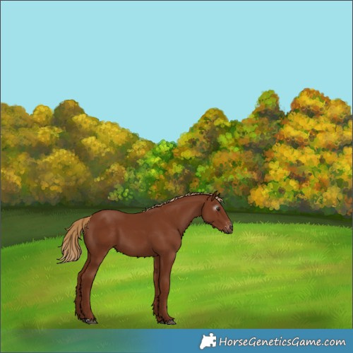 Horse Color:Gray Chestnut Varnish 