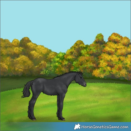 Horse Color:Black Appaloosa 