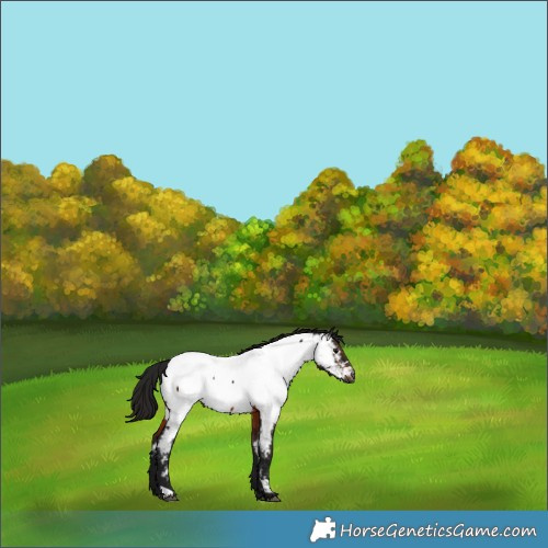 Horse Color:Gray Bay Appaloosa 