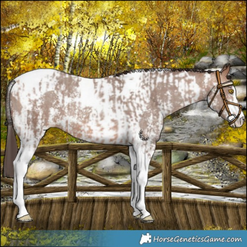 Horse Color:Amber Champagne Sabino Tobiano Blanket  and Sable Champagne Sabino Tobiano Blanket 
