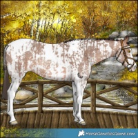 Horse Color:Amber Champagne Sabino Tobiano Appaloosa  and Sable Champagne Sabino Tobiano Appaloosa 