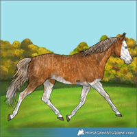 Horse Color:Palomino Splash  and Gray Palomino Splash 