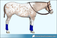 Horse Color:Amber Champagne Sabino Tobiano Appaloosa  and Amber Champagne Sabino Splash Tobiano Appaloosa 
