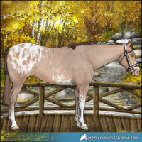 Horse Color:Amber Champagne Sabino Tobiano Blanket  and Amber Champagne Sabino Tobiano Blanket Rabicano 
