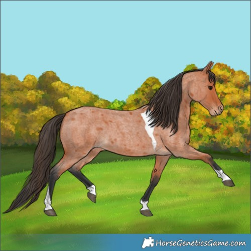 Horse Color:Bay Roan Tobiano 