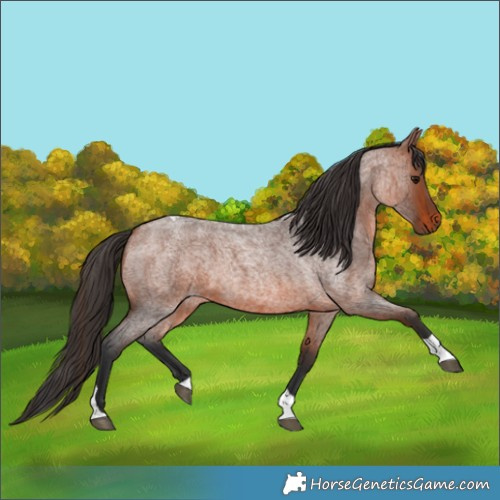 Horse Color:Bay Roan Tobiano