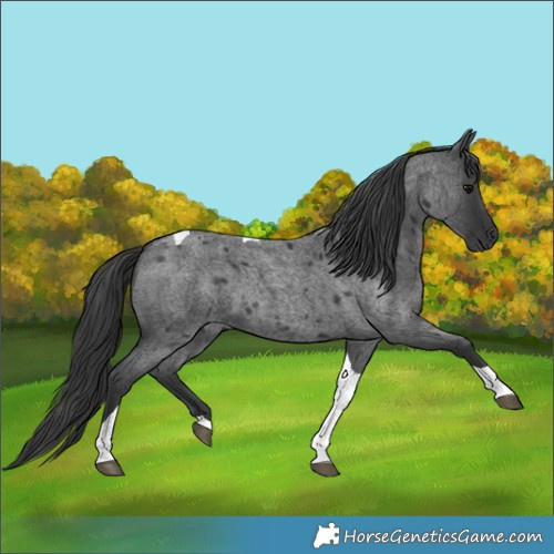 Horse Color:Blue Roan Tobiano