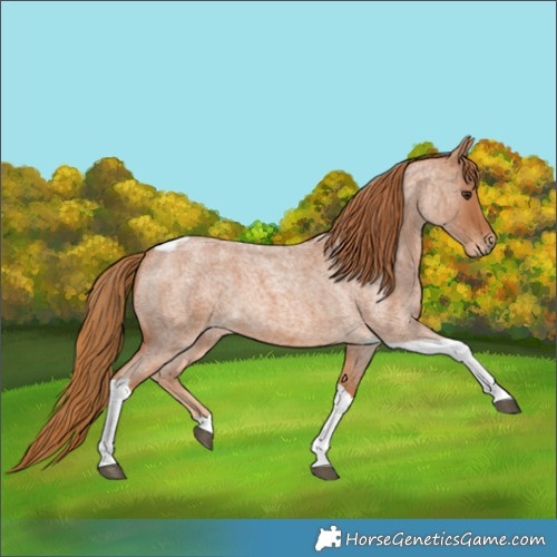 Horse Color:Red Roan Tobiano