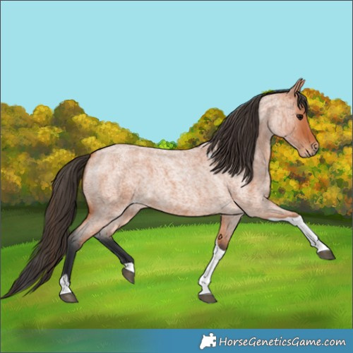 Horse Color:Bay Roan Tobiano 