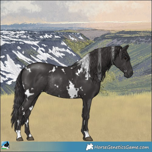 Horse Color:White Spotted Smoky Black Rabicano