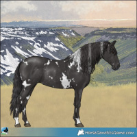Horse Color:White Spotted Smoky Black Rabicano 