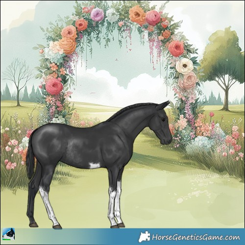Horse Color:Black Mushroom Tobiano Rabicano 