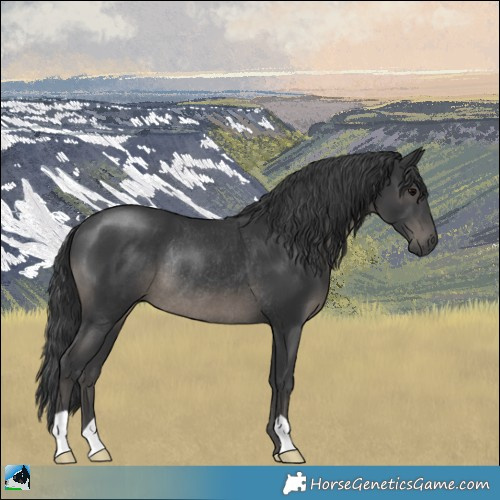 Horse Color:Black Rabicano